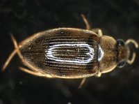 藏品(蚜蟲)的圖片